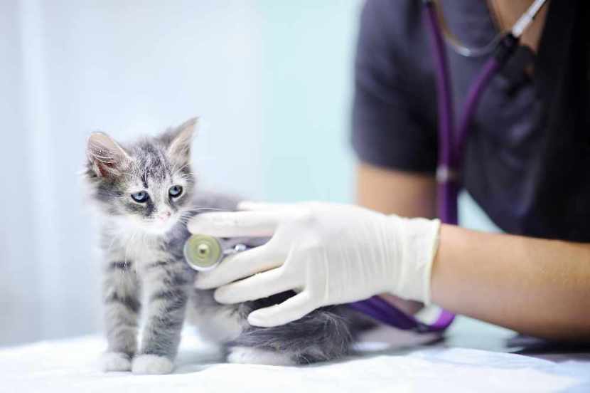 Veterinary clinic interior design - does it matter?