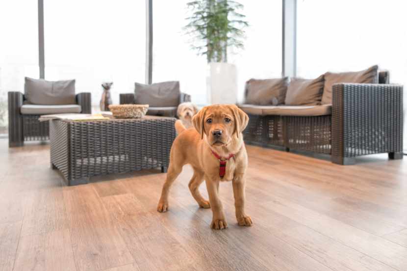 4 interior mistakes you may be making in your veterinary clinic