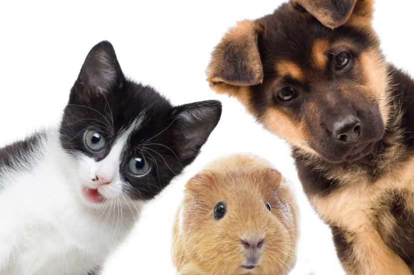 Cutest animal-friendly trends in veterinary space design